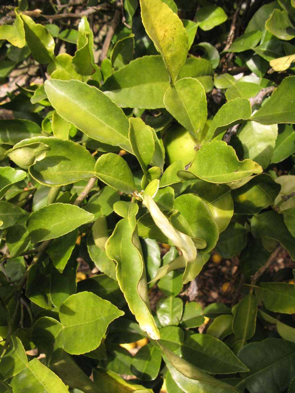            Sun leaves (Winter Haven, FL)   